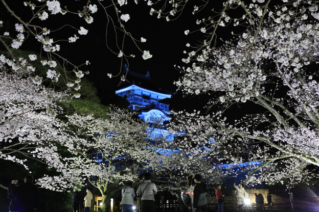 夜桜ライトアップ