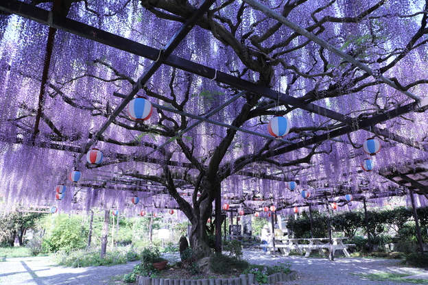 林泉寺の長藤