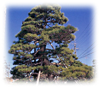 町の木「松」の画像