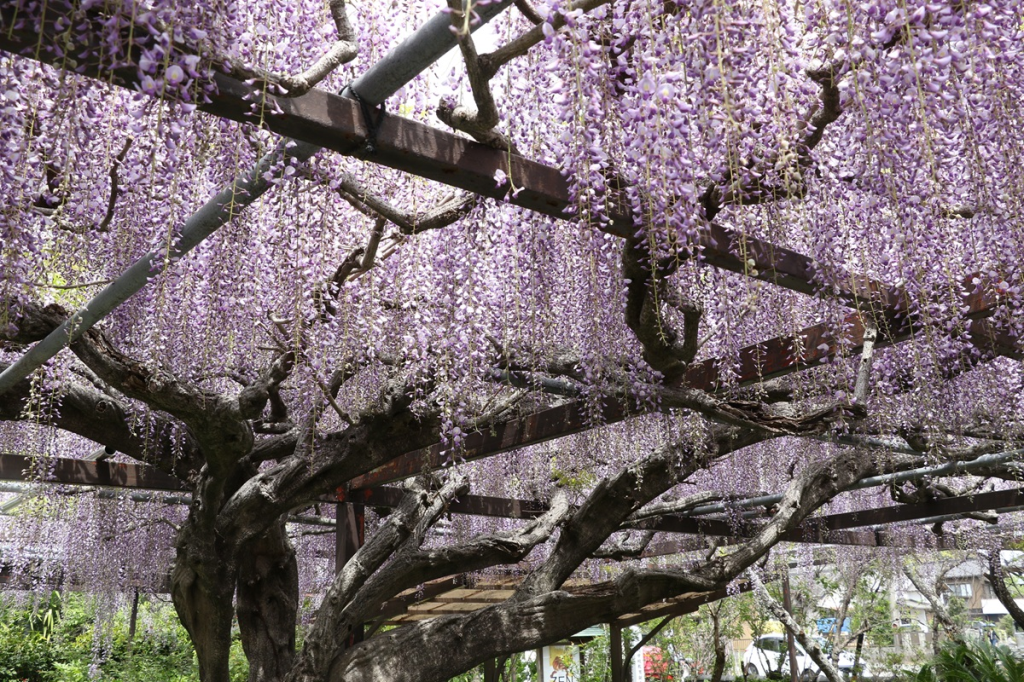 林泉寺長藤