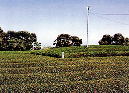 能満寺原古墳の画像